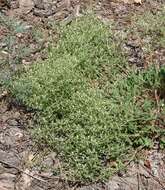 Image of spotted buckwheat