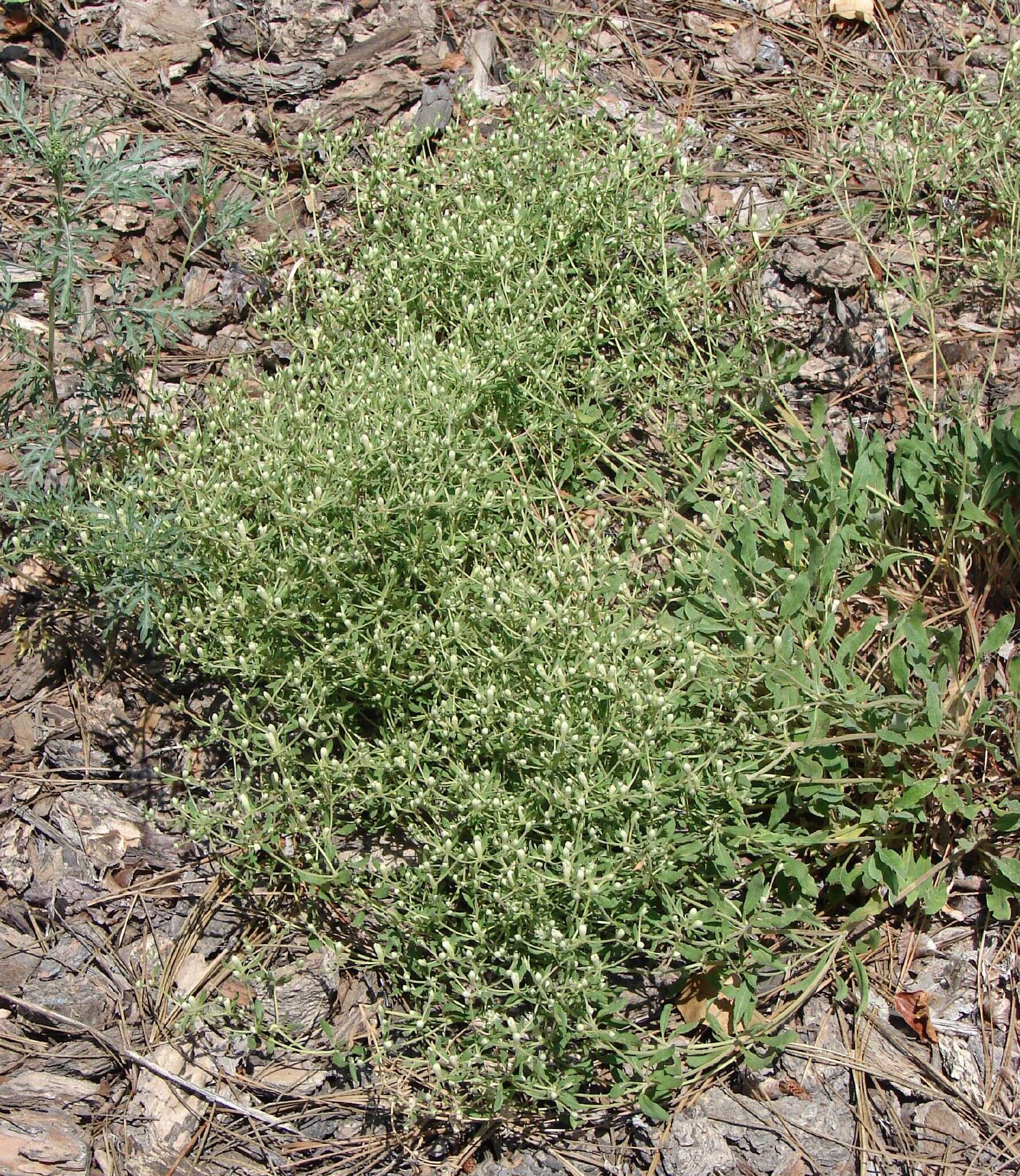 Image of spotted buckwheat