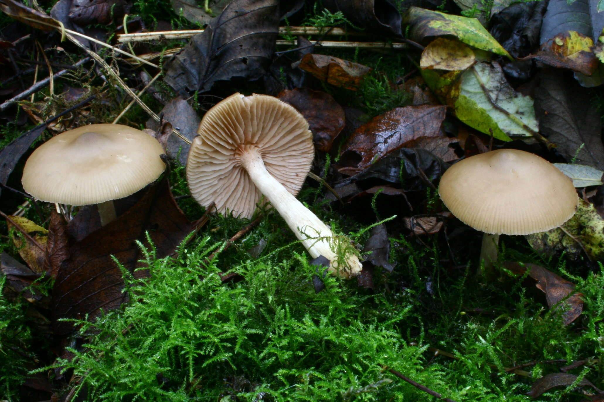 Image of Entoloma rhodopolium (Fr.) P. Kumm. 1871