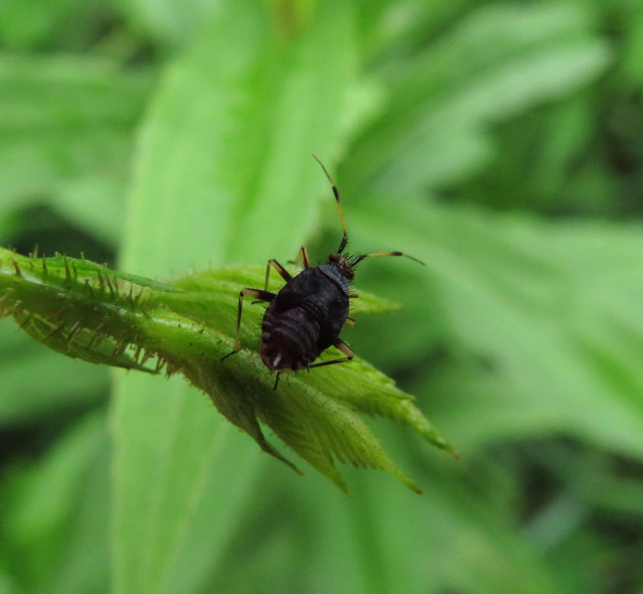 Image of red capsid bug