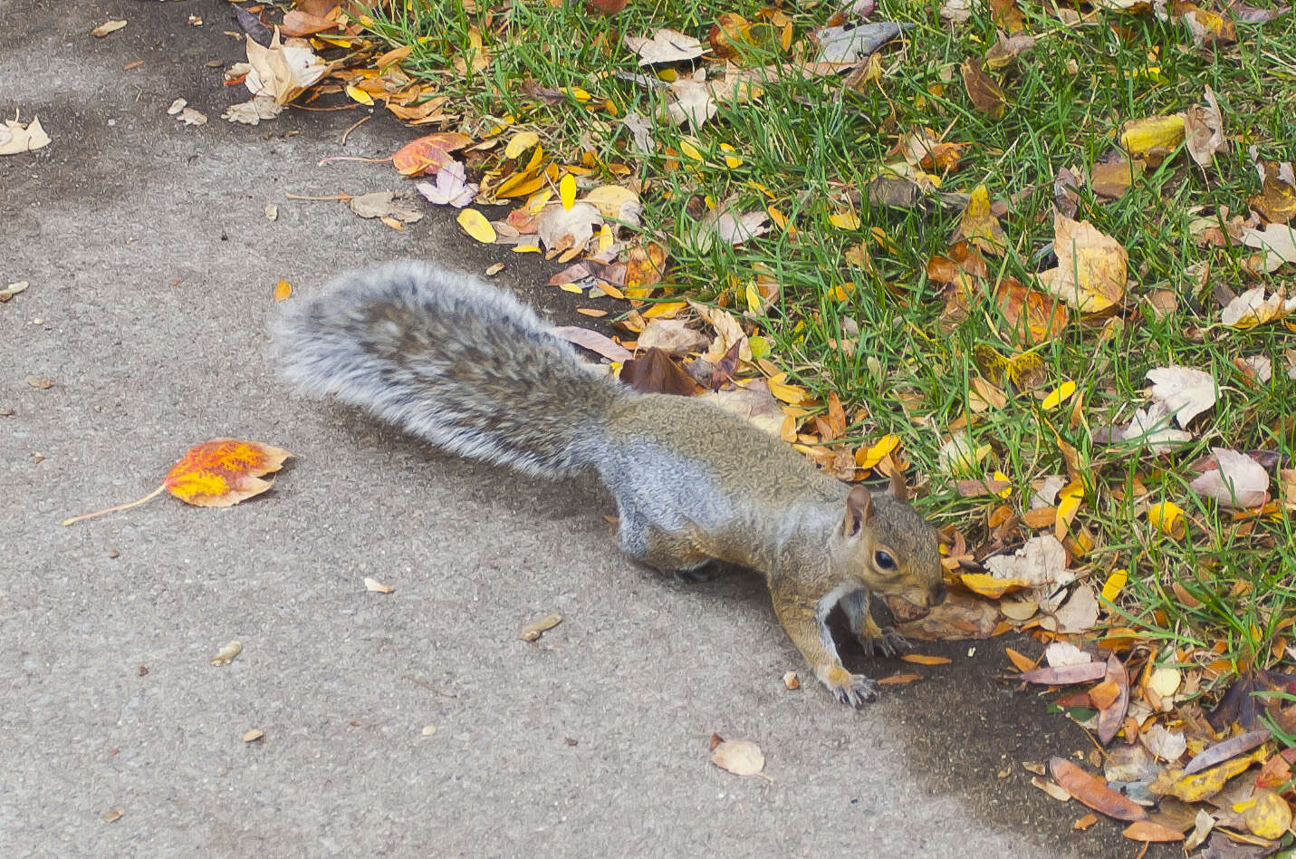 Image of Sciurus subgen. Sciurus Linnaeus 1758