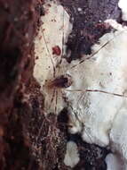 Sivun Leptobunus parvulus (Banks 1894) kuva