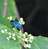 Image of Pepsis ruficornis (Fabricius 1775)