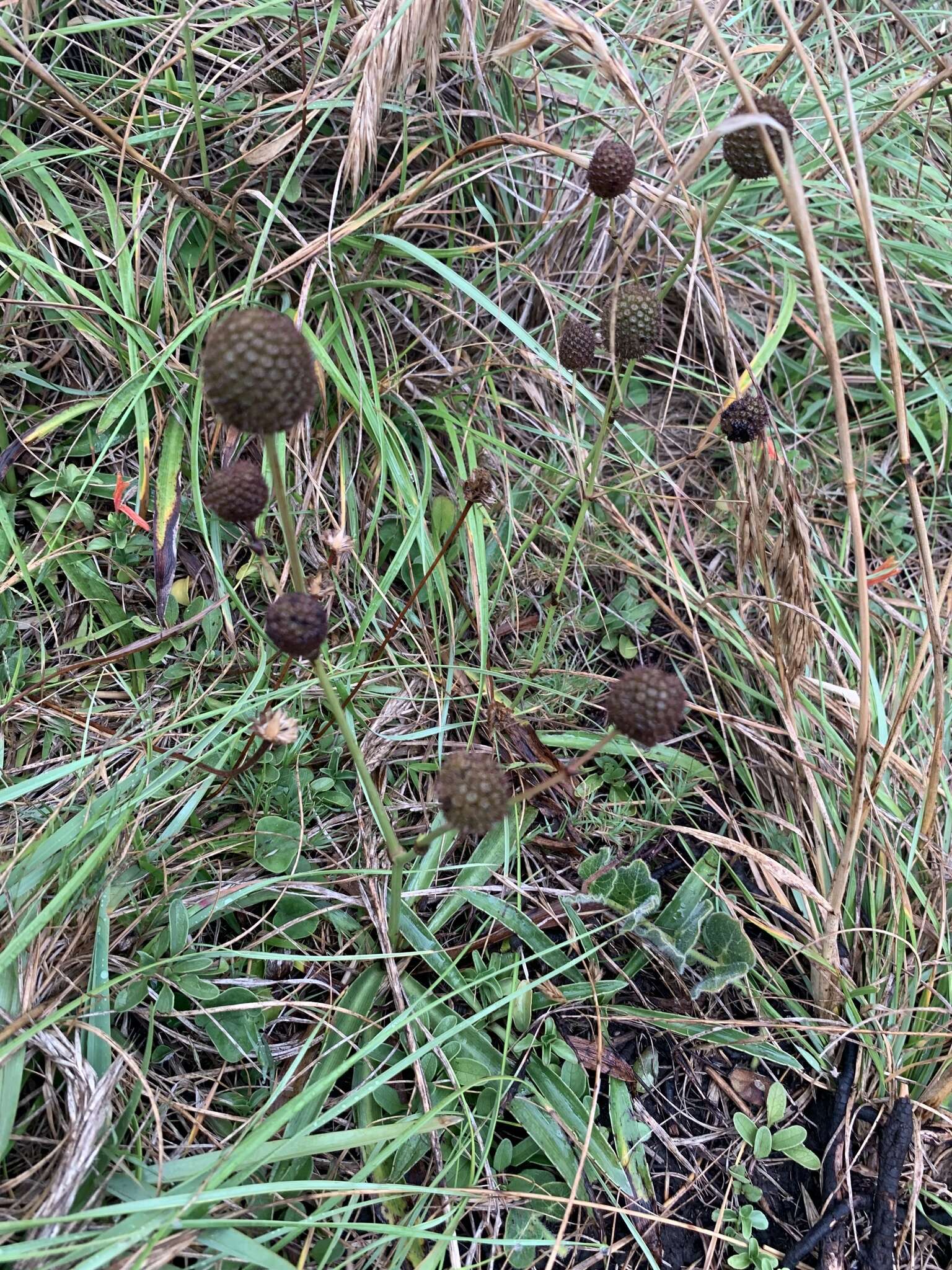 Image of Eryngium sanguisorba Cham. & Schltdl.