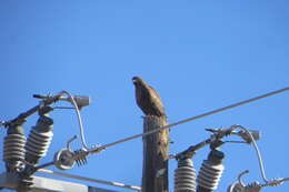 Imagem de Buteo jamaicensis calurus Cassin 1855