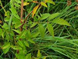 Image of spotted water hemlock