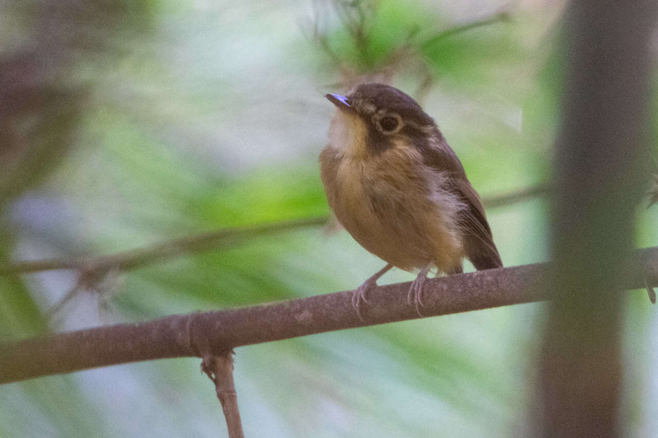 Image of White-throated Spadebill