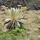 Image of Bearded Helmetcrest