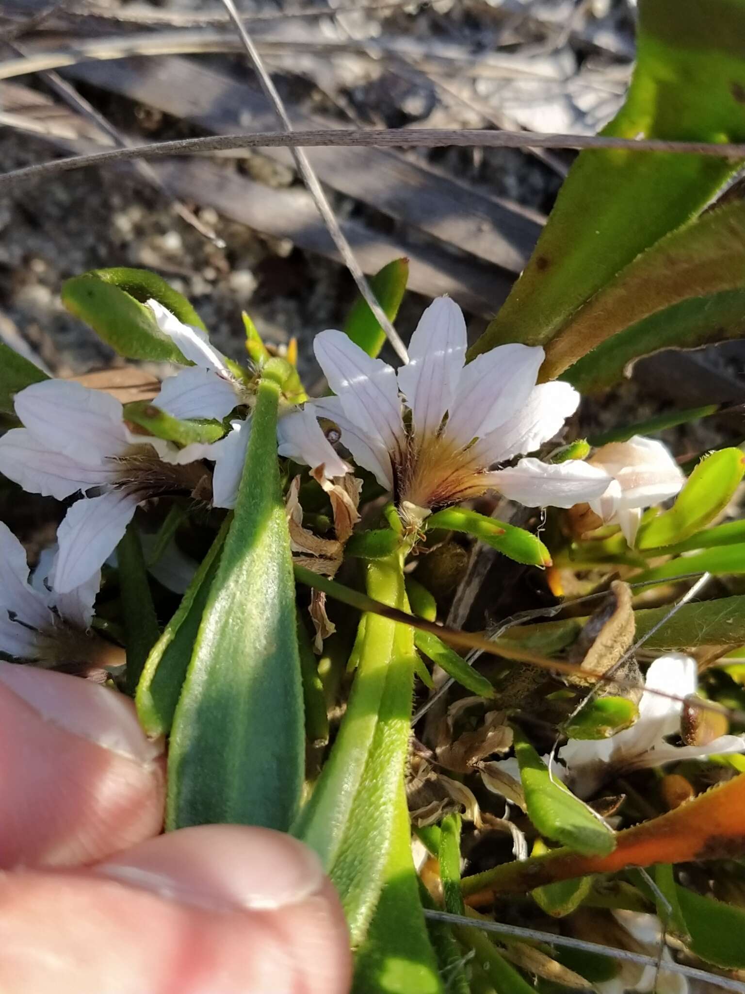 Слика од Scaevola repens de Vriese