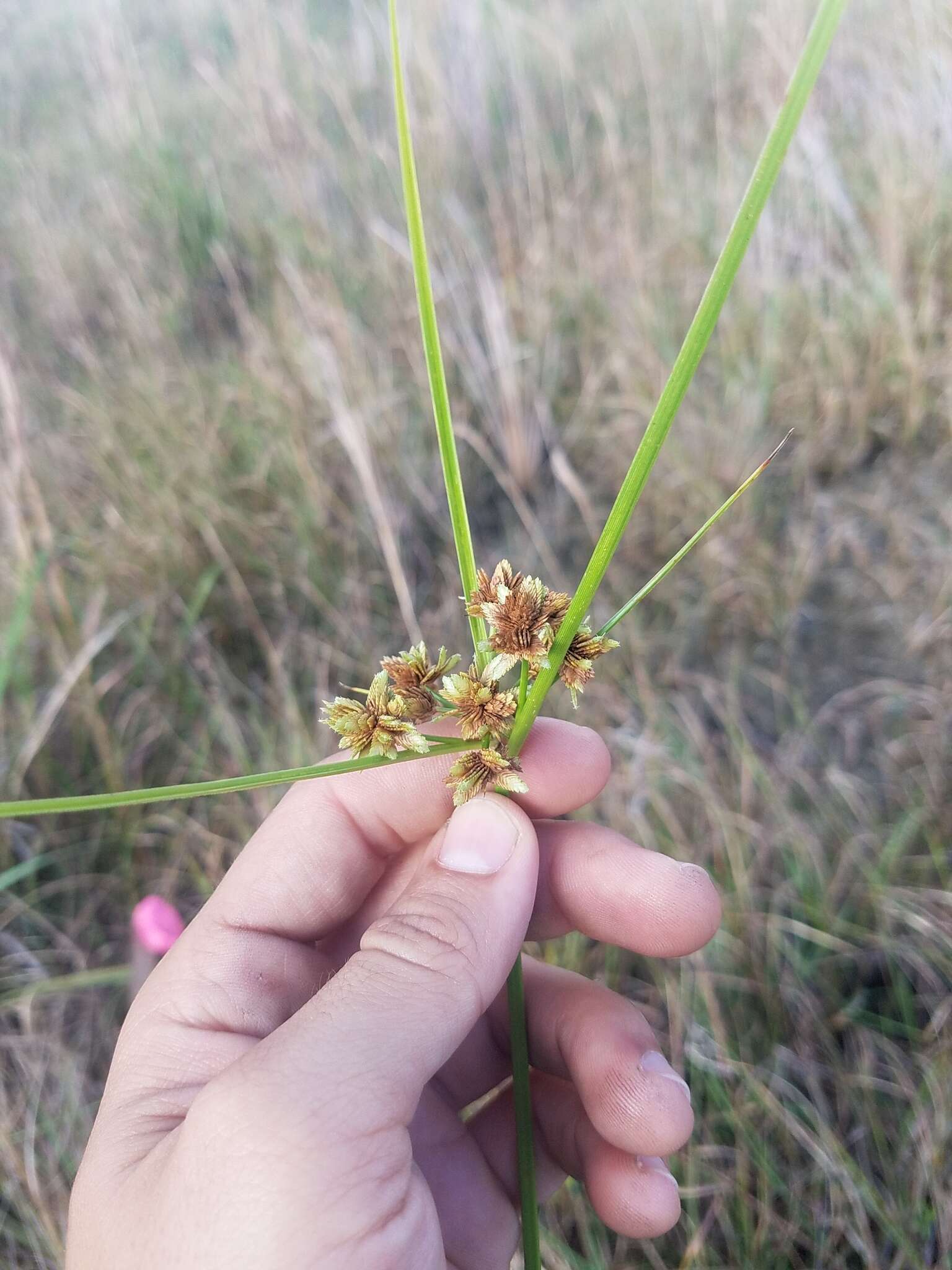 Image of Swamp Flat Sedge