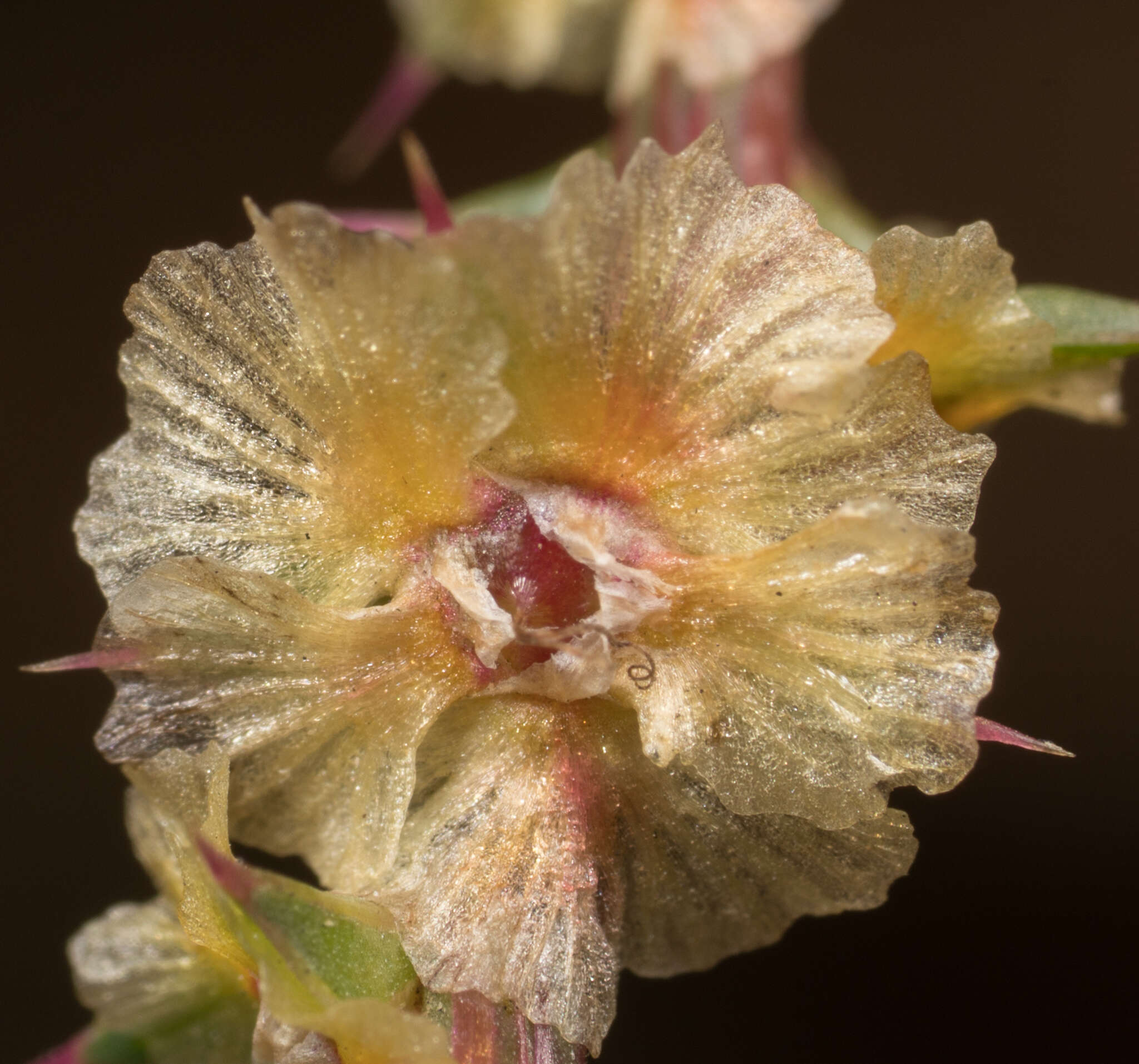 Kali tragus (L.) Scop.的圖片