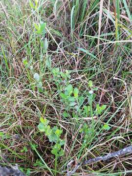 صورة Baccharis glomeruliflora Pers.