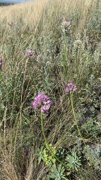 Image of Allium cretaceum N. Friesen & Seregin