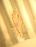 Image of Body Louse