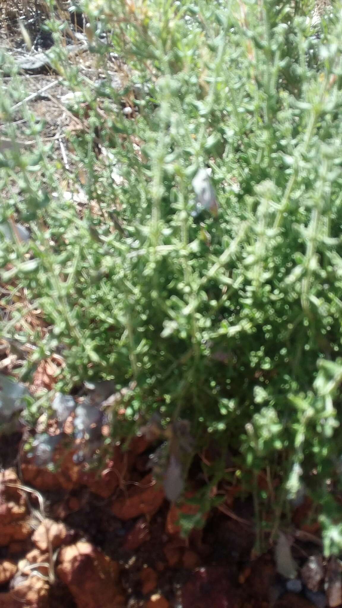 Image of Prostanthera chlorantha (F. Muell.) Benth.