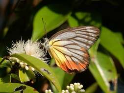 Delias hyparete (Linnaeus 1758) resmi