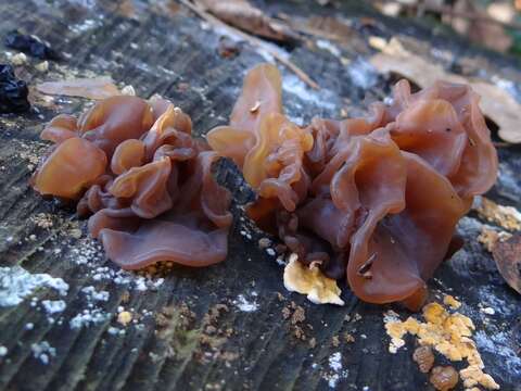 Image of Tremella foliacea