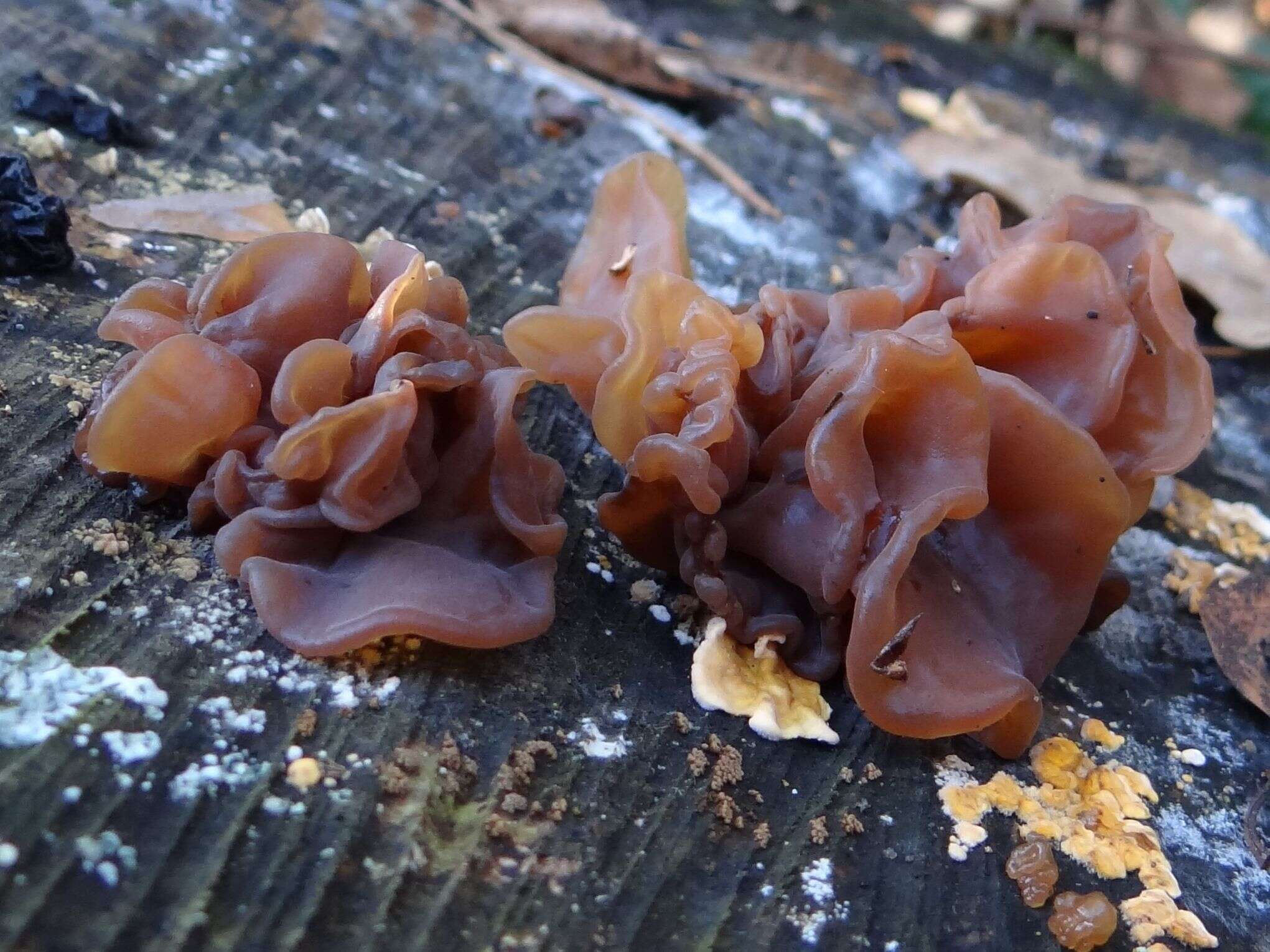 Image of Tremella foliacea