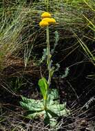 Image of Helichrysum krookii Moeser