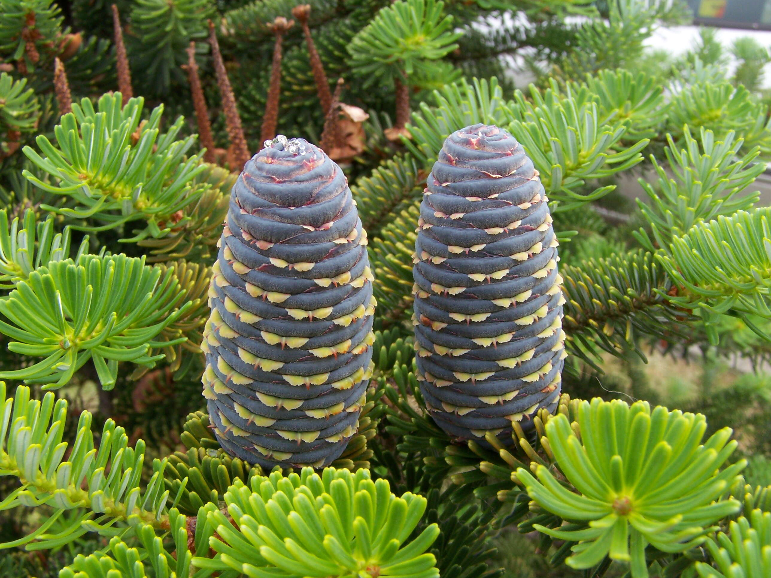 Image of Korean Fir