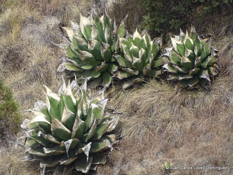 Image of Agave scaposa Gentry