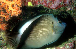 Image of Griffis Angelfish