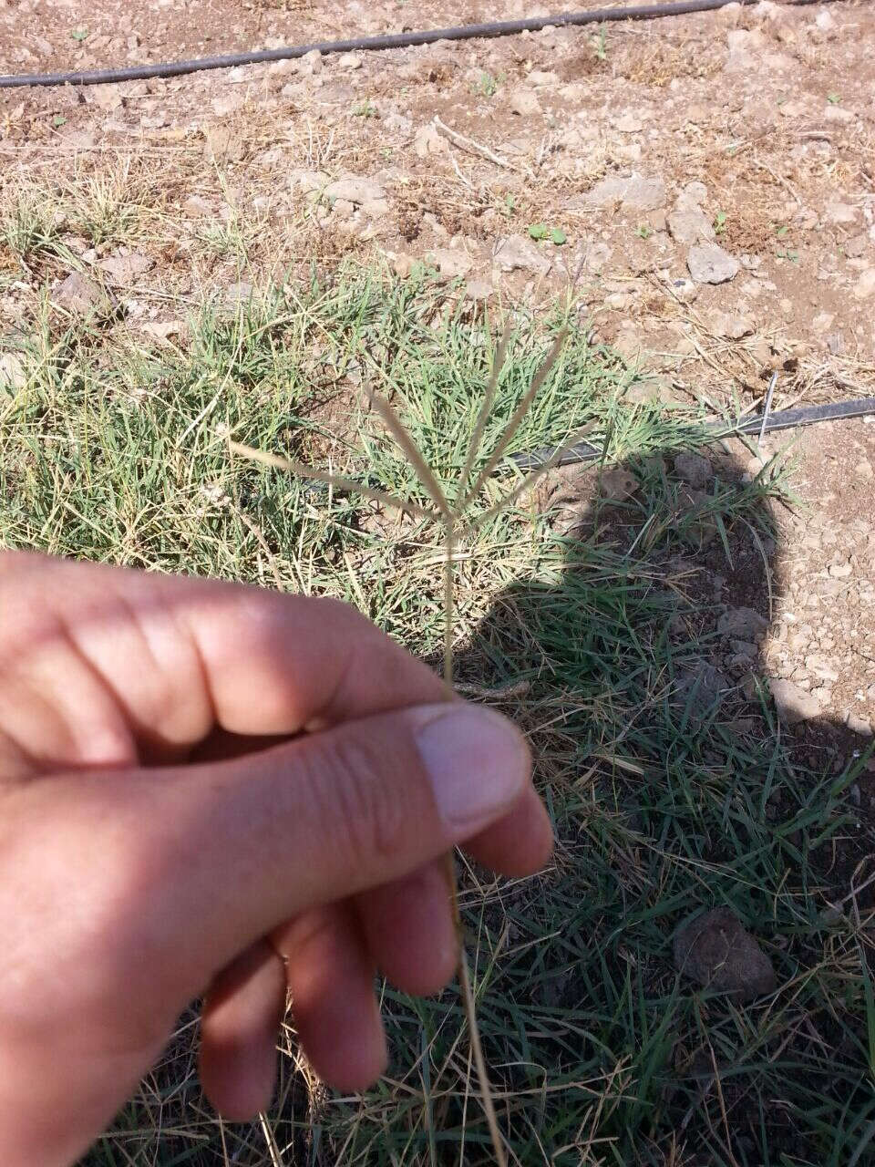 Image of Bermudagrass