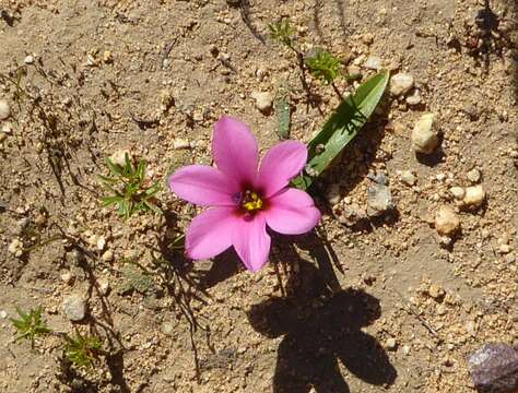 Image of Moraea versicolor (Salisb. ex Klatt) Goldblatt