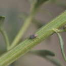 Image of Rhinusa algiricum Caldara 2001