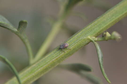 Image of Rhinusa algiricum Caldara 2001