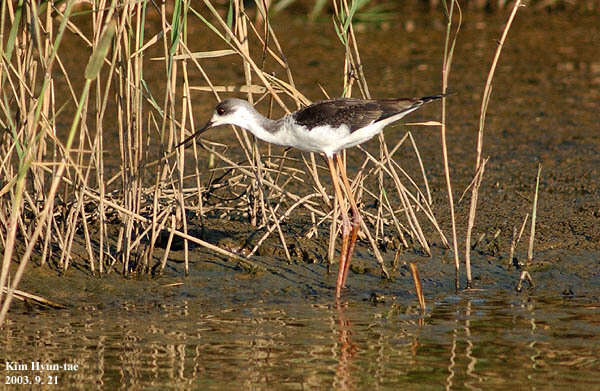 Image de echasse blanche