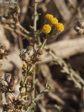 Image of Achillea fragrantissima (Forsk.) Sch. Bip.