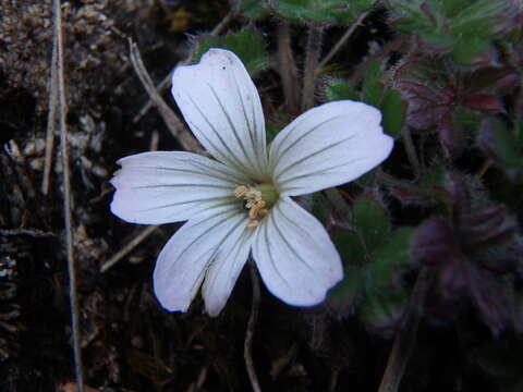 Imagem de Geranium sibbaldioides Benth.