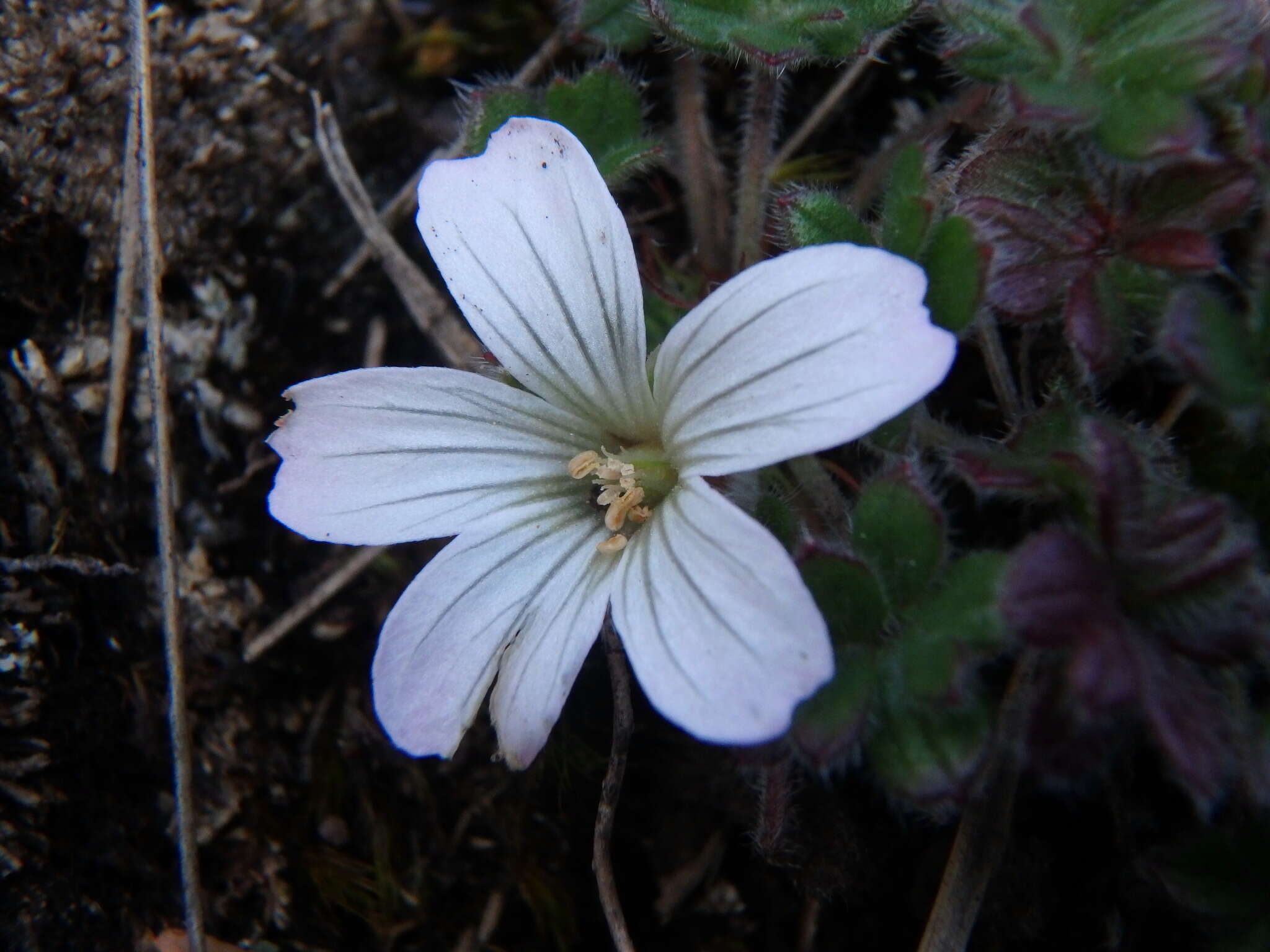 Image of Geranium sibbaldioides Benth.