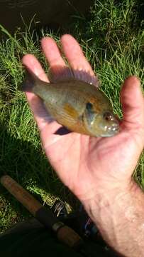 Image of Spotted Sunfish