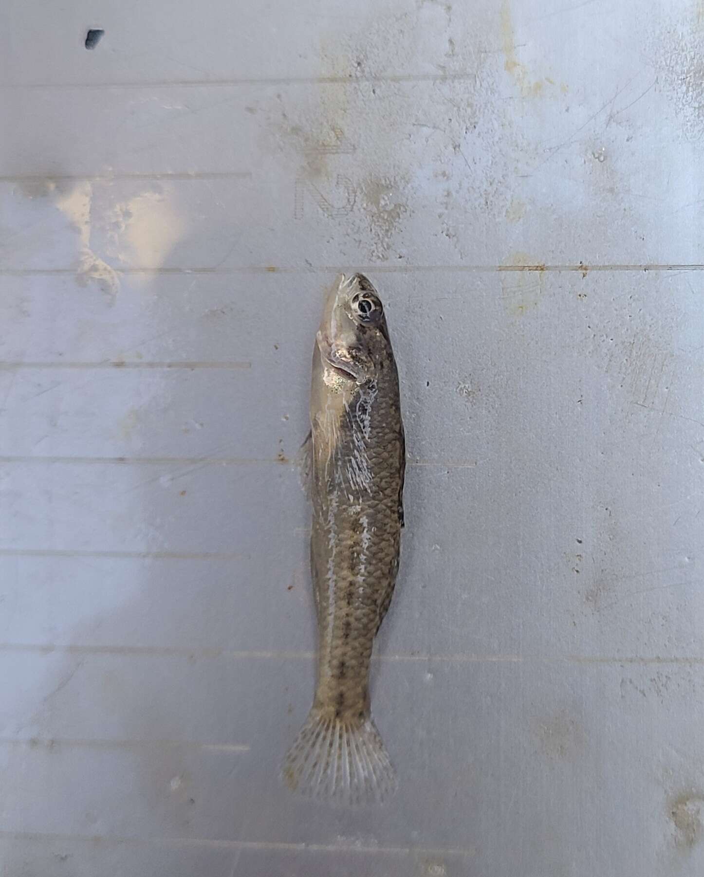 Imagem de Etheostoma fonticola (Jordan & Gilbert 1886)