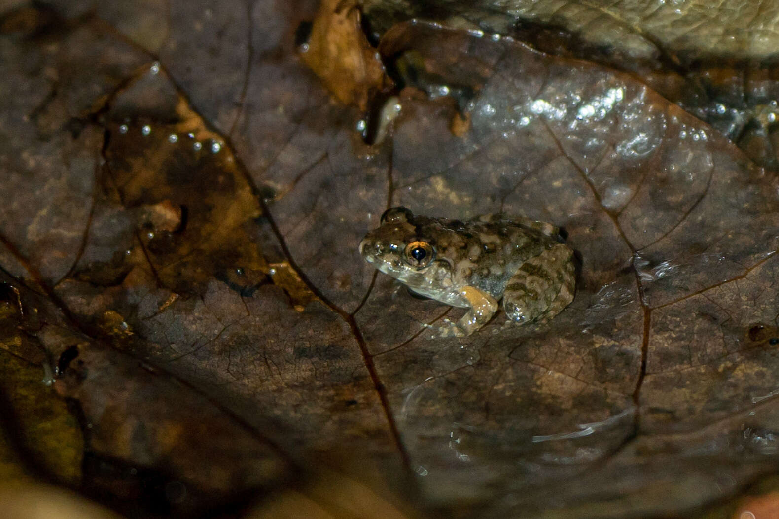 Image of Gyldenstolpe's Frog