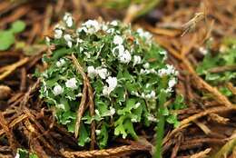 Image of cup lichen