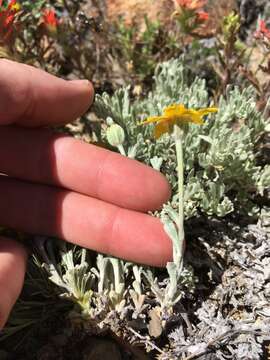 Image of common woolly sunflower