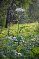 Image of Heracleum dissectum Ledeb.