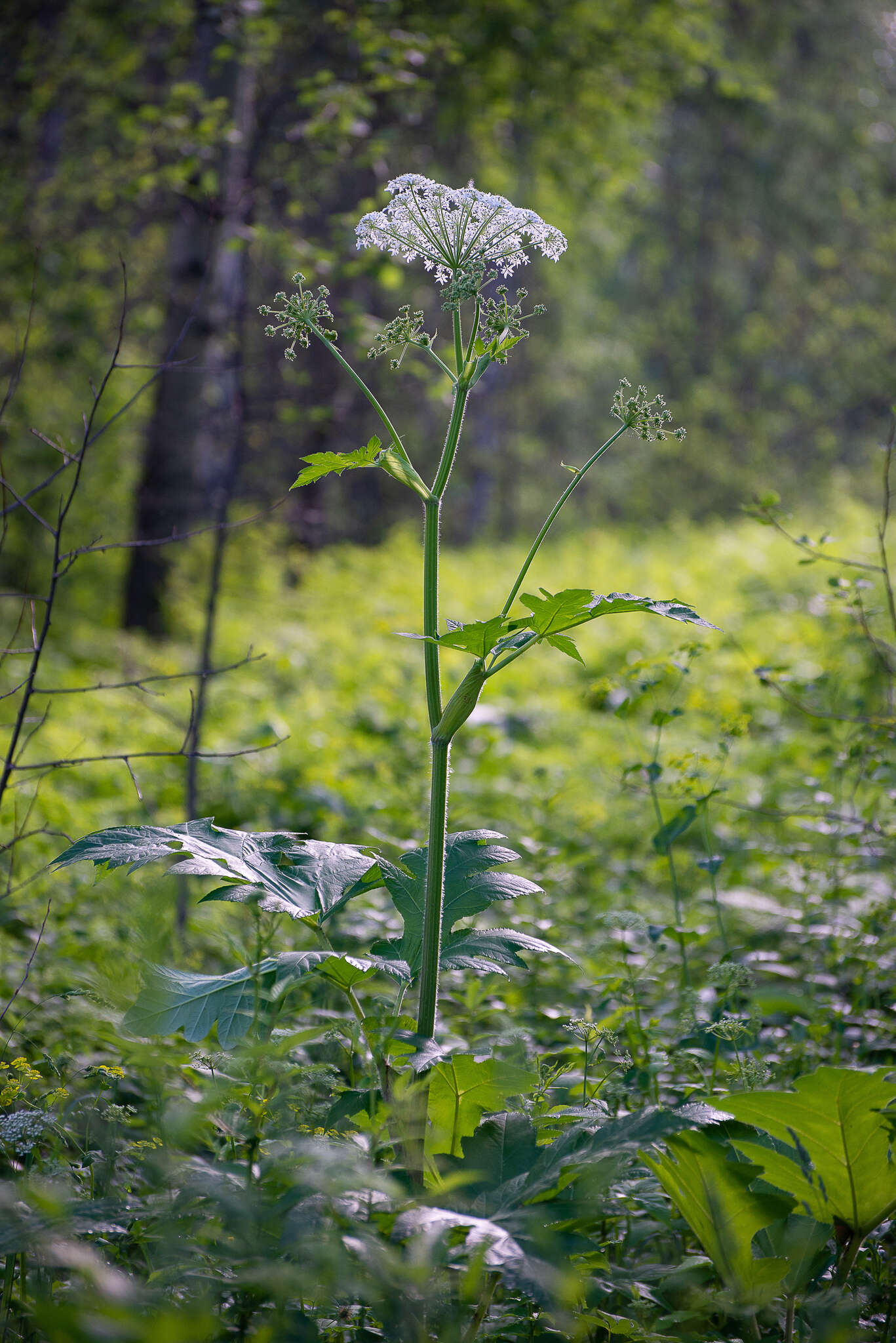 Image of Heracleum dissectum Ledeb.