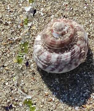 Image of Steromphala albida