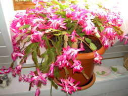 Plancia ëd Schlumbergera truncata (Haw.) Moran