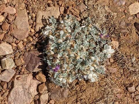 Image de Astragalus purshii var. lectulus (S. Wats.) M. E. Jones