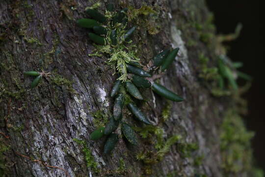 صورة Dendrobium lichenastrum (F. Muell.) Rolfe