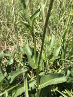 Image of slender rosinweed