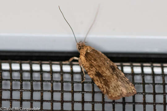 Image of Agonopterix pulvipennella Clemens 1864