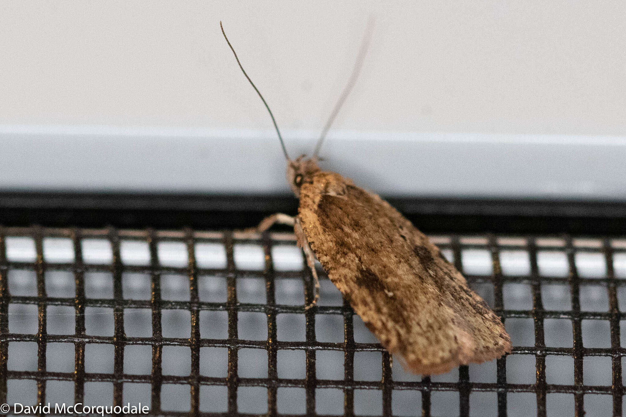 Imagem de Agonopterix pulvipennella Clemens 1864