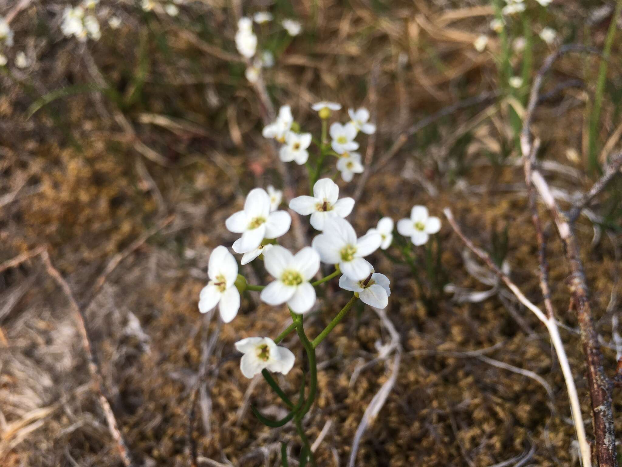 Image of Richardson's Bittercress