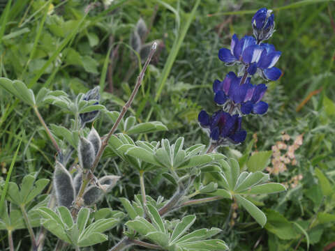 Image of blue lupine